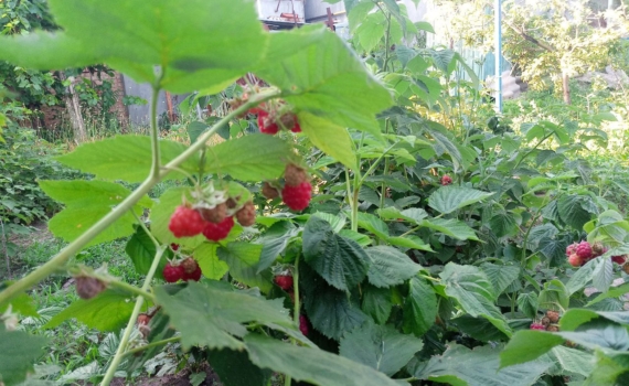 Когда начинать подкормку: ошибка, из-за которой малина даёт мелкие ягоды Когда начинать подкормку: ошибка, из-за которой малина даёт мелкие ягоды